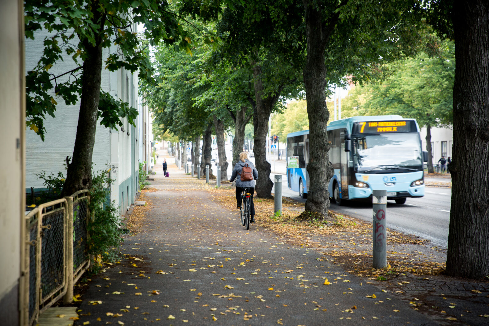 Huonokuntoisia katupuita poistetaan ensi viikolla